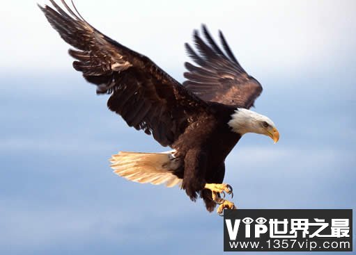 世界上寿命最长的鸟，享年104岁