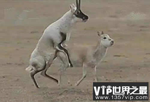 交配时间最长的动物，藏羚羊连续交配7天(图)