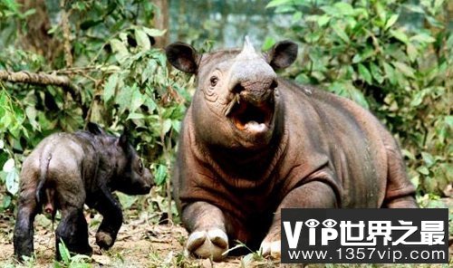 世界上最小的犀牛，全球独一无二的双角犀牛！