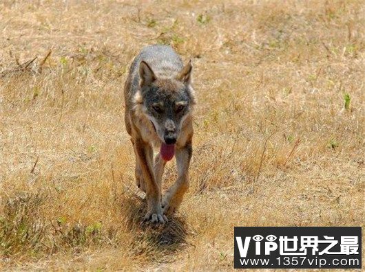 世界上最小的狼，最小的灰狼亚种阿拉伯狼平均重仅为16公斤