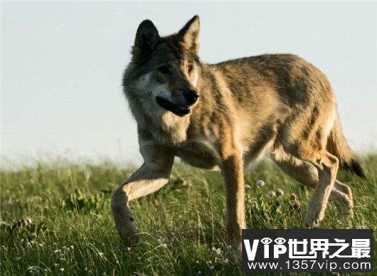 世界上最小的狼，最小的灰狼亚种阿拉伯狼平均重仅为16公斤