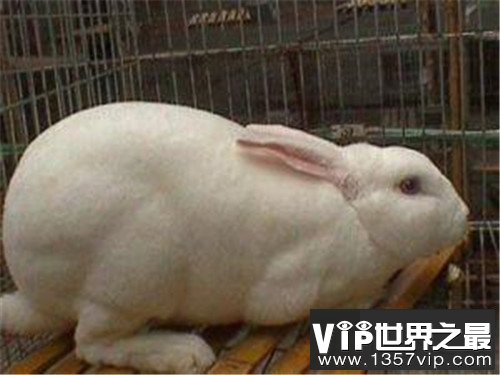 世界上最小的兔子，这些小兔子简直萌翻了