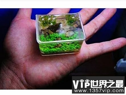 世界上最小的鱼，真的是用来塞牙缝都不够。