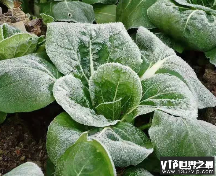 俗话说霜打的青菜分外甜猜猜是为什么 蚂蚁庄园10月23日答案
