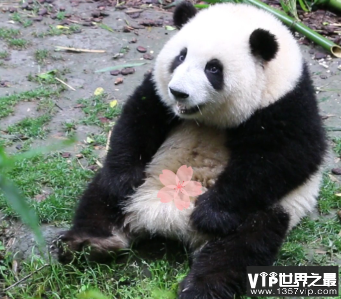 花花挣的工资有一大半是委屈费 熊猫能听懂人说的话吗
