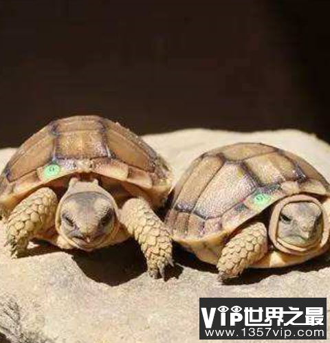 世界上最小的龟，不仔细看你可能都找不到它。