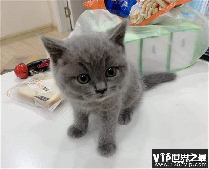 世界上最适合家养的猫咪  英国短毛猫（宠物猫）