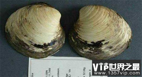 世界上寿命最长的十种动物，大蜥蜴是唯一从恐龙时代活下来的生物