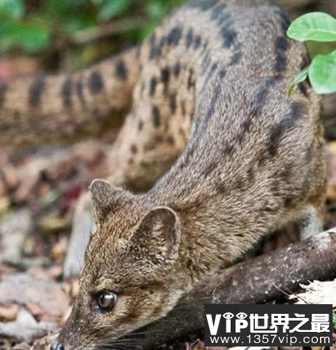 世界上交配时间最长的动物，这才是真正得猛男！