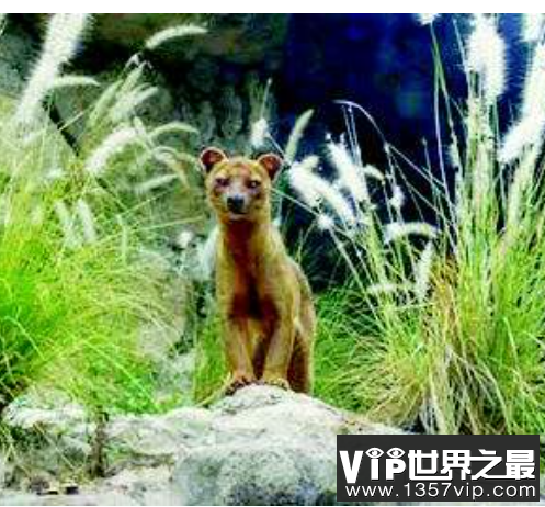 世界上交配时间最长的动物，这才是真正得猛男！