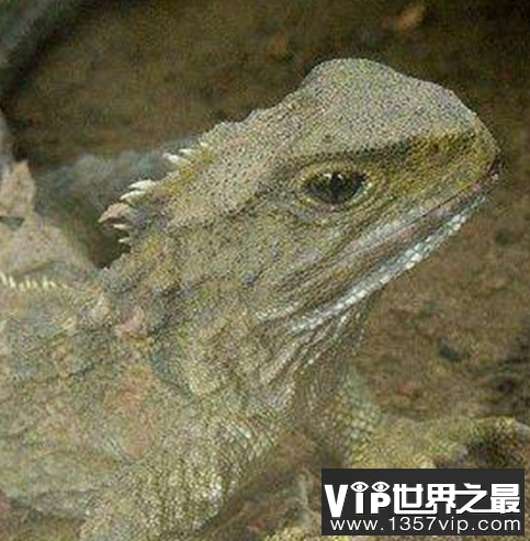 世界活的最长的动物，年龄最大的竟然达到了4000多岁？