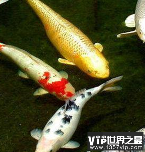 世界活的最长的动物，年龄最大的竟然达到了4000多岁？