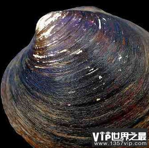 世界活的最长的动物，年龄最大的竟然达到了4000多岁？