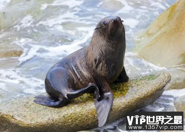 哪种海洋动物有深海打捞员之称 神奇海洋11月23日答案