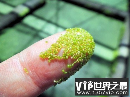 世界上最小的花