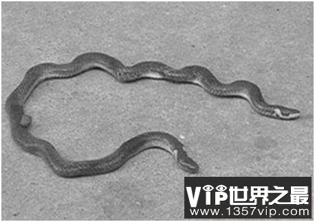 世界上长相最奇特的蛇，钝尾两头蛇长有前后两个脑袋