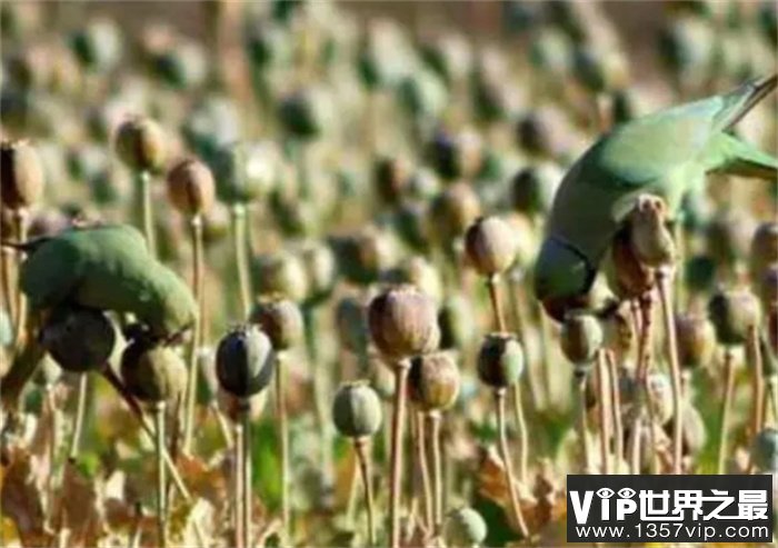 世界上最疯狂的鹦鹉：偷吃鸦片成瘾，每天在罂粟田里肆虐