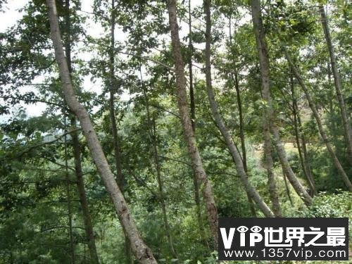 世界上生长最快的树，一年就可以长到6米高