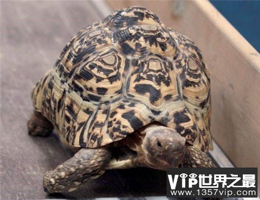 世界上爬行最快的乌龟，速度达0.28米/秒，堪称龟界博尔特