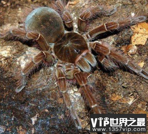 世界上最大的蜘蛛，蜢蜘张开爪子可达38厘米宽