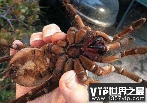 世界上最大的蜘蛛，蜢蜘张开爪子可达38厘米宽