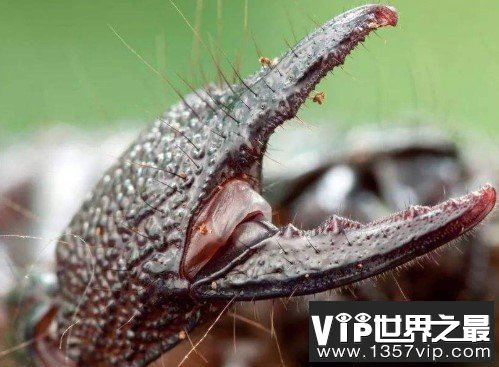 世界上最大的蝎子，非洲帝王蝎