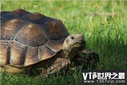 世界上最大千年老龟，一只长达2.6米重达916公斤的老龟