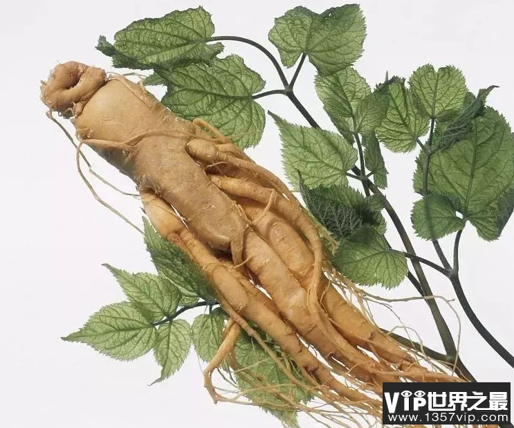 商陆和人参有什么区别 商陆是有毒的吗