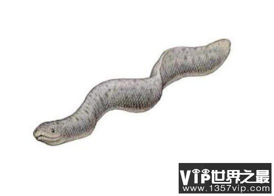 史前最大的海蛇，古杯蛇可以长到9米长620斤