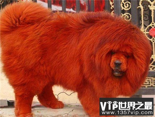 最贵藏獒，霸王叫价5000万（当之无愧）