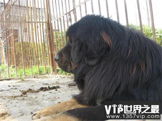 最贵藏獒，霸王叫价5000万（当之无愧）