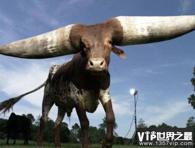 世界上最大的牛角，曾有人出价180万
