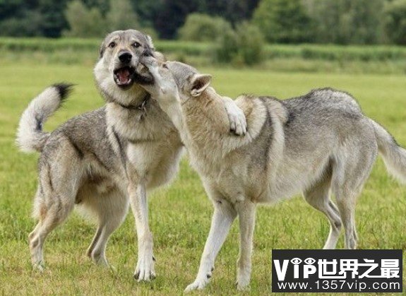 世界上最大的爱尔兰猎狼犬，体重能够达到110斤