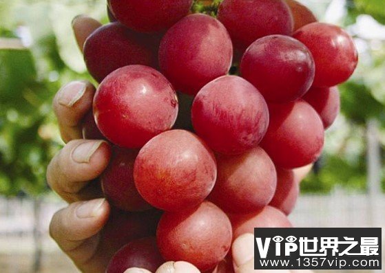 世界上最贵的葡萄，浪漫红宝石葡萄价格高达110万日元