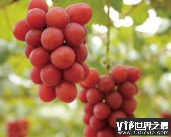 世界上最贵的葡萄，浪漫红宝石葡萄价格高达110万日元
