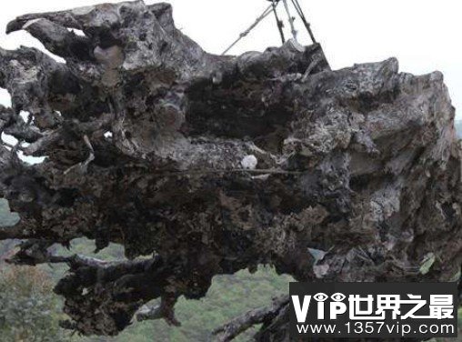 世界上最贵的木材，有着东方神木和植物木乃伊之称