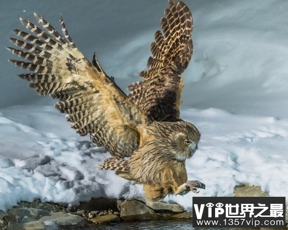 世界上最大的猫头鹰，双翅展开时体长接近两米