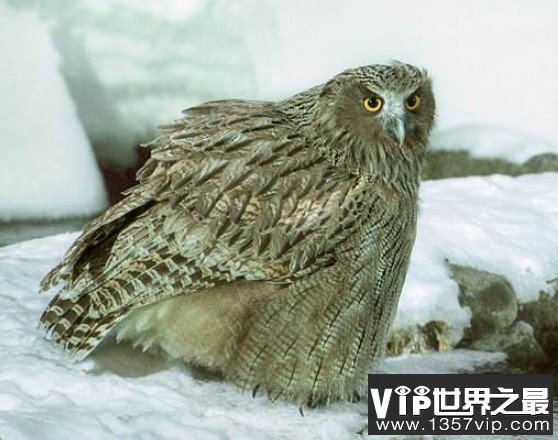 世界上最大的猫头鹰，双翅展开时体长接近两米