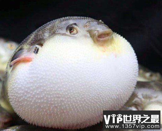河豚毒素，是世界上最昂贵的毒素