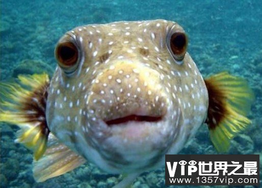 河豚毒素，是世界上最昂贵的毒素