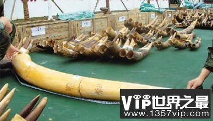 世界上最大的象牙，距今已有120年的历史