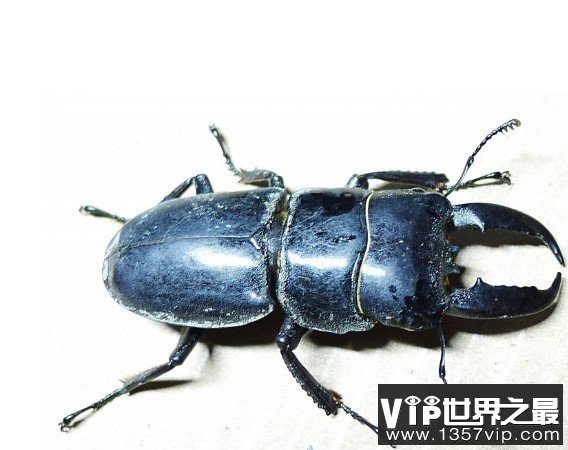 世界上最大的锹甲虫，长12.3厘米的长颈鹿锯锹