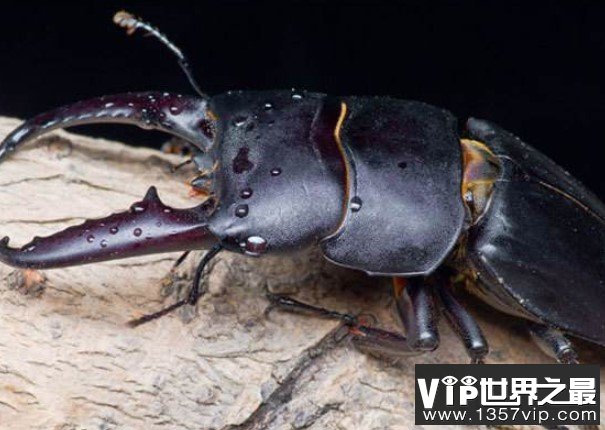 世界上最大的锹甲虫，长12.3厘米的长颈鹿锯锹