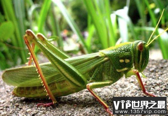 世界上最大的蝗虫，重达23磅，体长48英寸