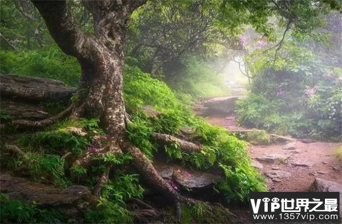 世界上面积最大的12个森林，第一名竟然超过我国一半的面积！