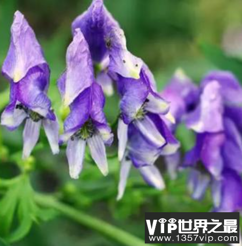 中国最毒的毒药排行，只要碰到这些东西就会死亡！