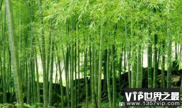 生长最快的植物是什么 一晚上可长一米长（毛竹）