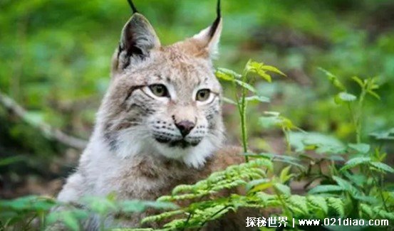 一种吃狼的动物是什么 长的像猫又像老虎异常凶猛恐怖（猞猁）