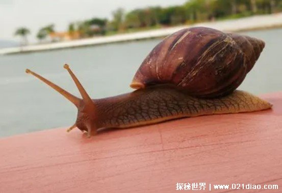 雨后出现爬行的家伙千万别碰 全身携带病毒的是哪种（非洲大蜗牛）