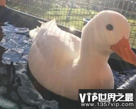 世界上最贵的宠物鸭子，一枚蛋就要500元